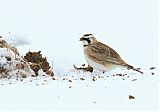 Horned Lark